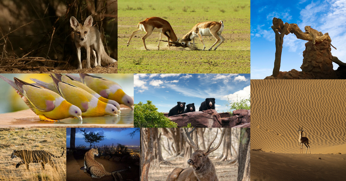 Wildlife You Can Spot in Rajasthan